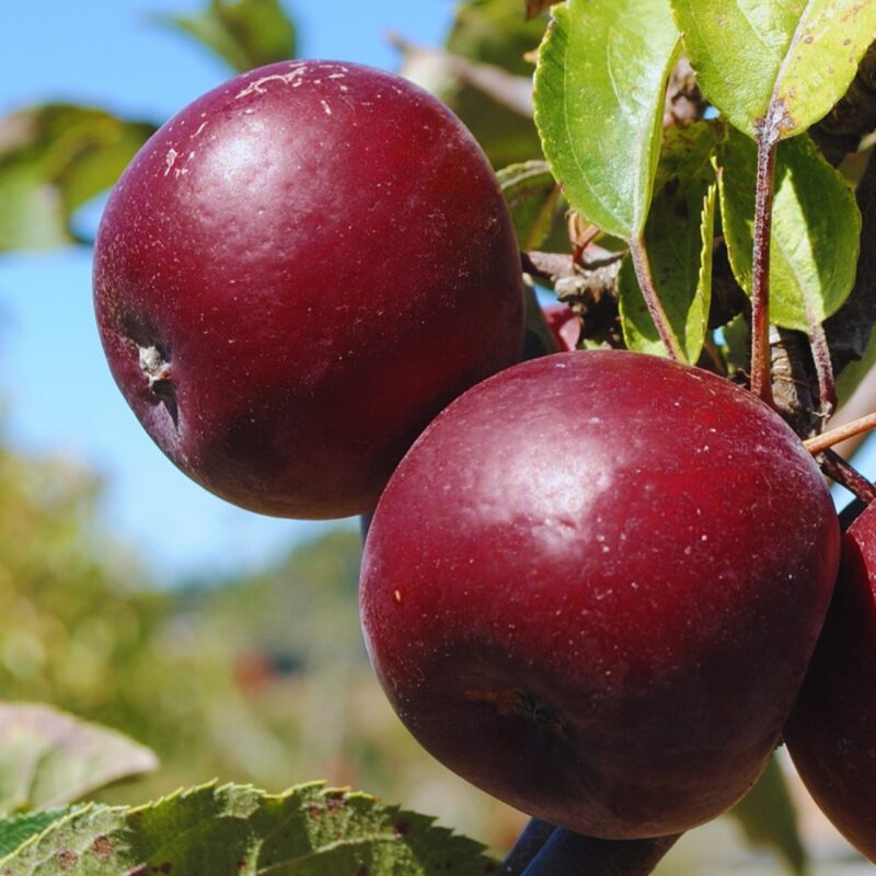 Arkansas Black Apple Tree, 3-4 Feet Tall