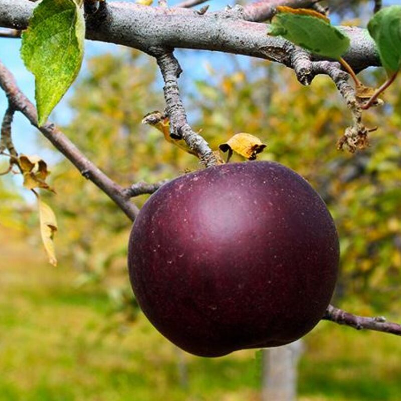 Arkansas Black Apple Tree, 3-4 Feet Tall