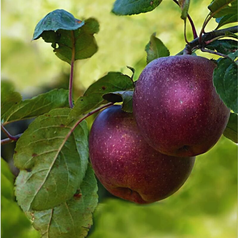Arkansas Black Apple Tree Plant