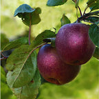 Arkansas Black Apple