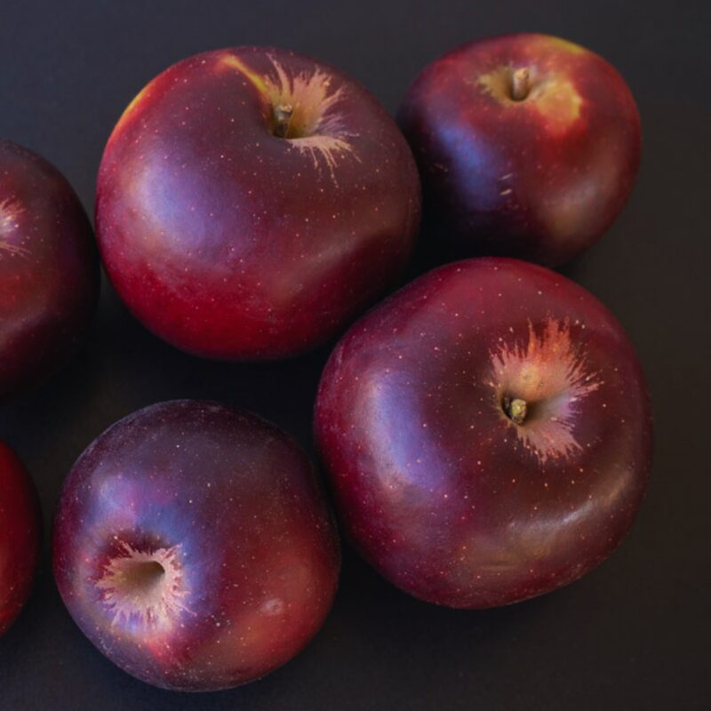 Arkansas Black Apple Tree Plant