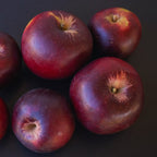 Arkansas Black Apple Tree Plant