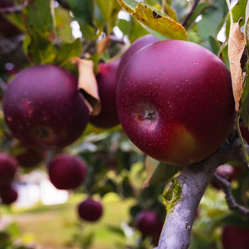 Arkansas Black Apple Tree