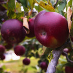 Arkansas Black Apple