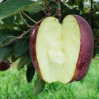 Arkansas Black Apple Tree Plant