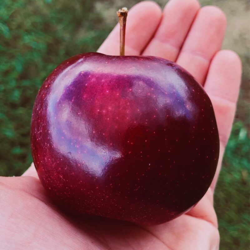 Arkansas Black Apple Tree Plant