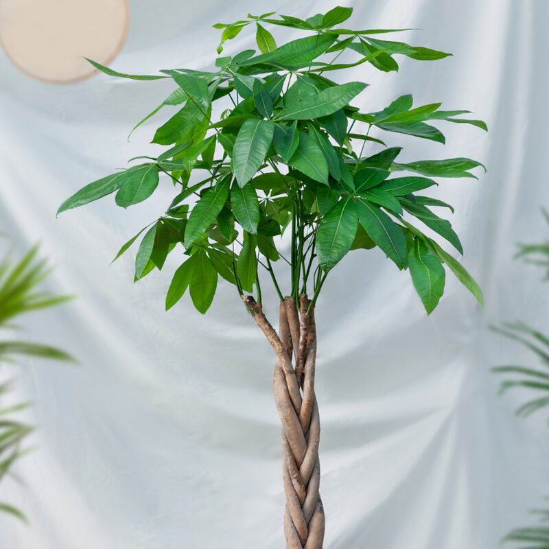3 Braided Money Trees - 6 to 8 Inc Tall in 4 Inc Pot