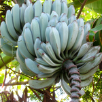 Blue Java Banana, Ice Cream Banana Tree 4-8 Inc