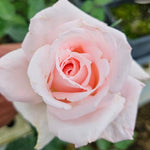 Brides Dream Rose Bush