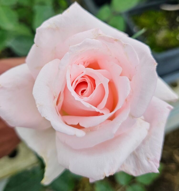 Brides Dream Rose Bush
