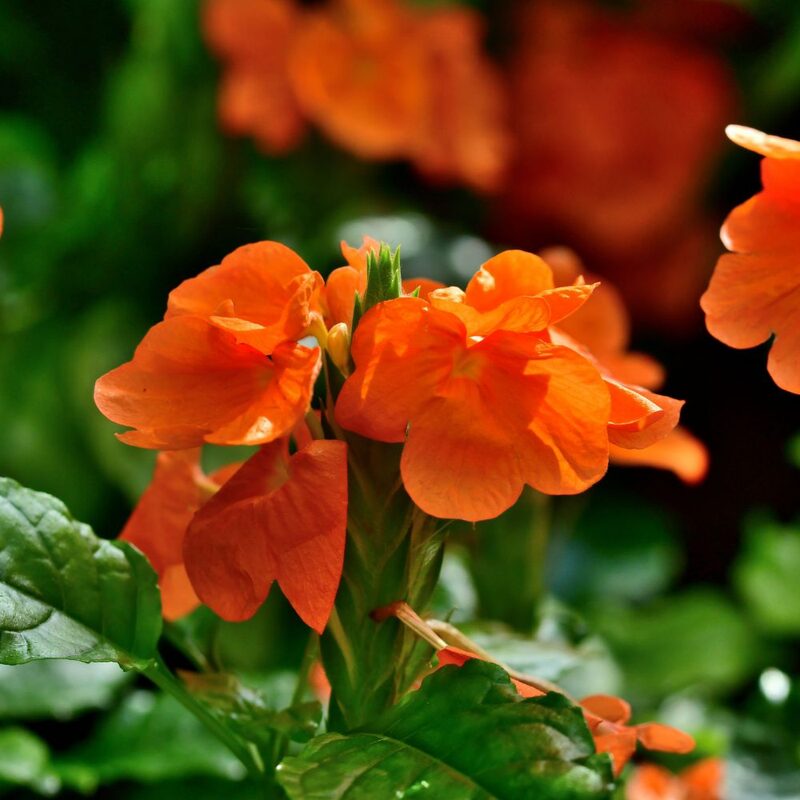 Orange Crossandra Plants Live - 3 to 5 Inc Tall, 4 Plants