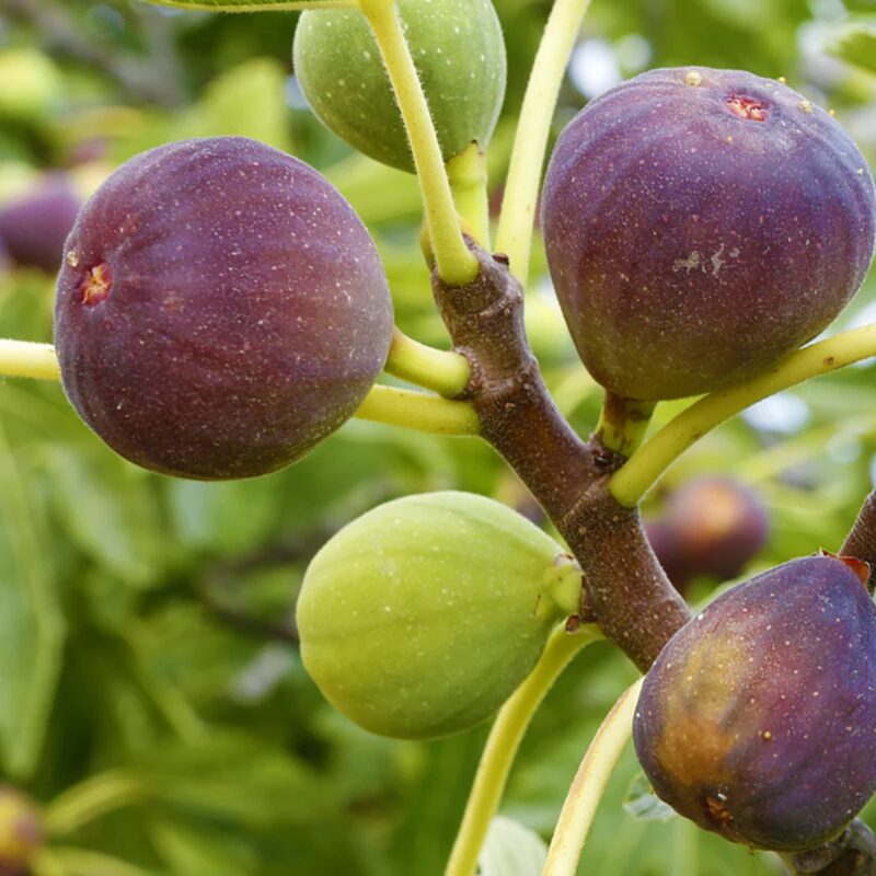 Brown Turkey Fig - 4 to 6 Inc Tall
