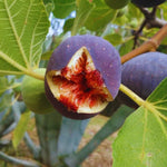 Brown Turkey Cutting Unrooted, 6 to 9 Inc Tall