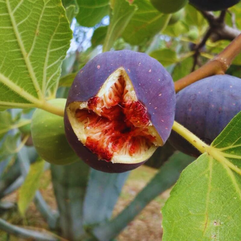 2 Brown Turkey Fig Cuttings Unrooted, 6 to 9 Inc Tall