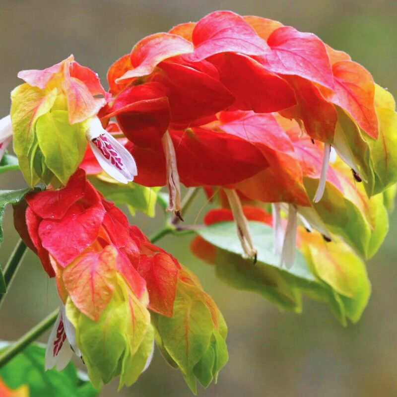 Red Maroon Shrimp Plant - 4 Plants, 5 to 7 Inc Tall
