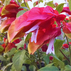 Red Maroon Shrimp Plant - 6 Plants, 5 to 7 Inc Tall