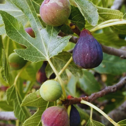 2 Brown Turkey Fig Cuttings Unrooted, 6 to 9 Inc Tall