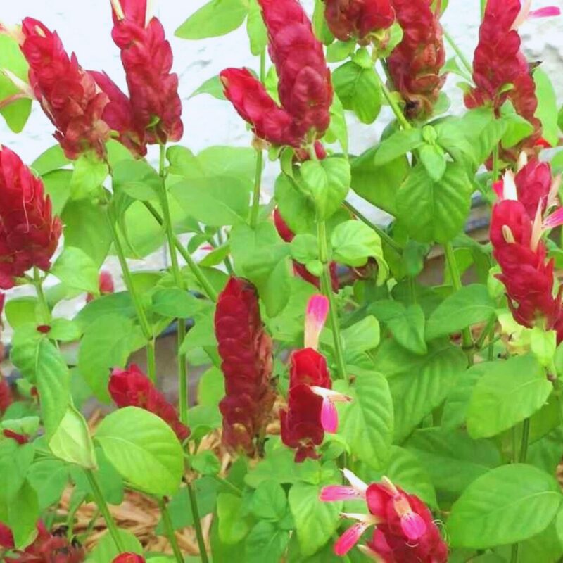Red Maroon Shrimp Plant - 5 to 7 Inc Tall, 6 Plants