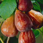 Brown Turkey Fig Tree Plant - 4 to 6 Inc Tall