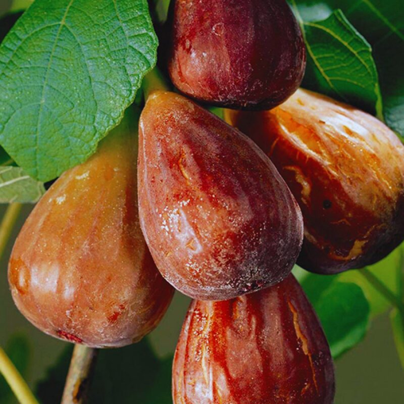 2 Brown Turkey Fig Cuttings, 6 to 10 Inc Tall