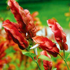 Red Maroon Shrimp Plant - 6 Plants, 5 to 7 Inc Tall