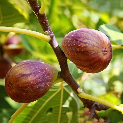 2 Brown Turkey Fig Cuttings, 6 to 10 Inc Tall