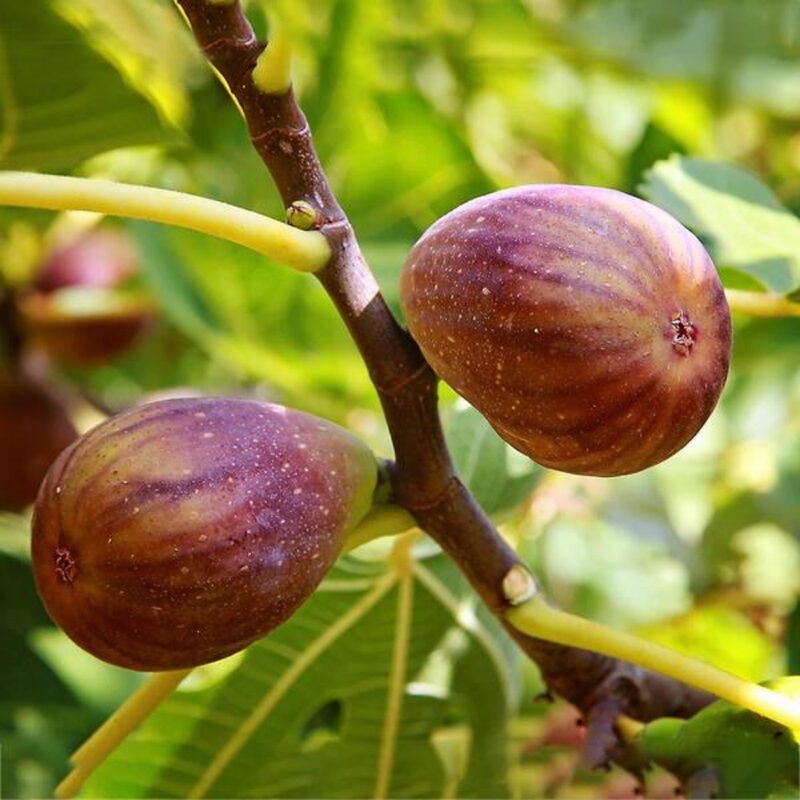 3 Brown Turkey Fig Cuttings Unrooted, 6 to 9 Inc Tall