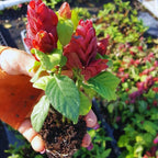 Red Maroon Shrimp Plant - 5 to 7 Inc Tall, 6 Plants