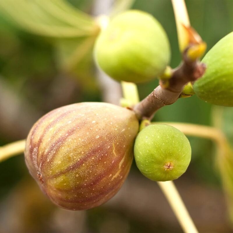 3 Brown Turkey Fig Cuttings Unrooted, 6 to 9 Inc Tall