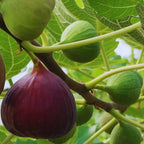 Brown Turkey Fig Tree Plant - 4 to 6 Inc Tall