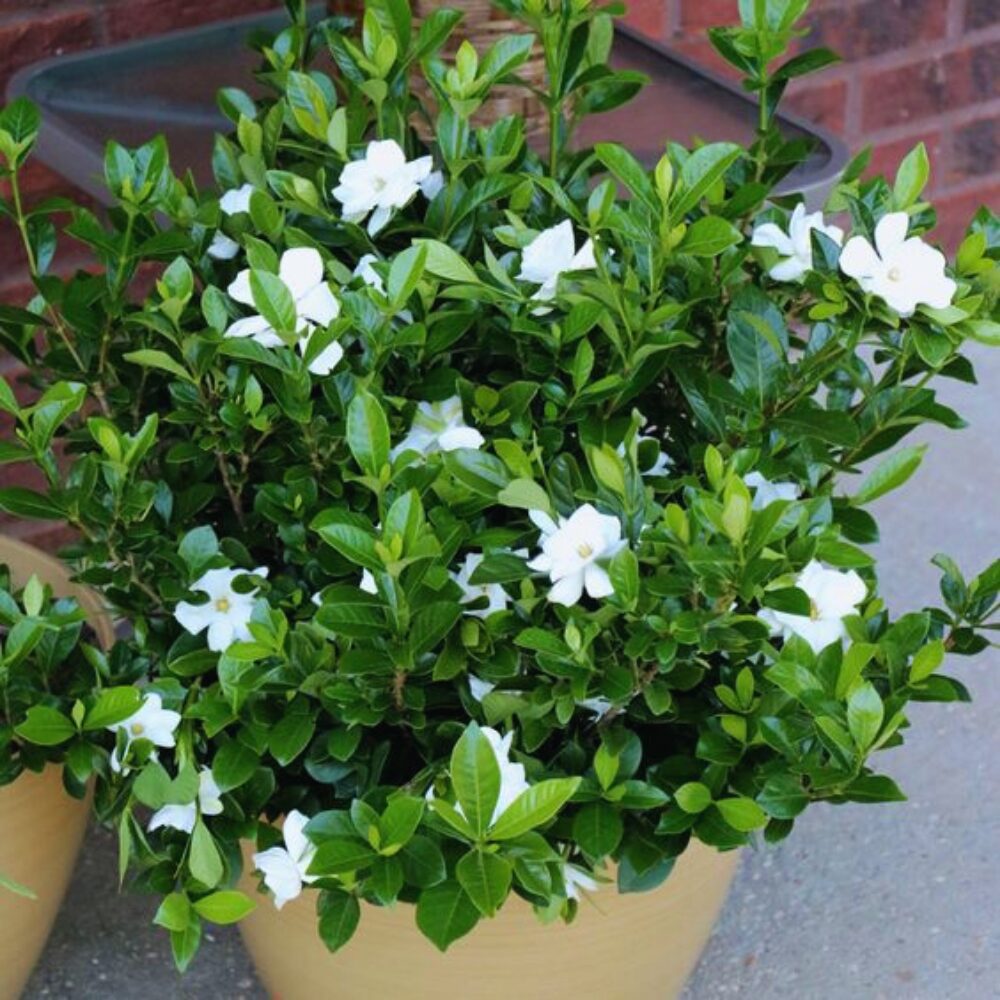 2 Blooming Jasmine Plants, Maid of Orleans Sambac Jasmine Live Plants, 4 to 6 Inc Tall, Arabian Jasmine Plant Live, Tea Jasmine Plants