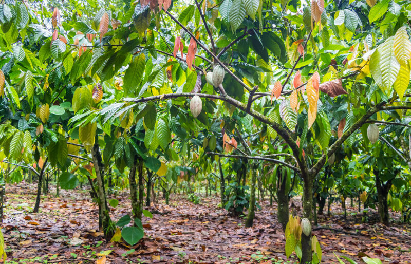 2 Fresh Cacao Fruits Theobroma Cocoa Tree Beans - Big Fruit