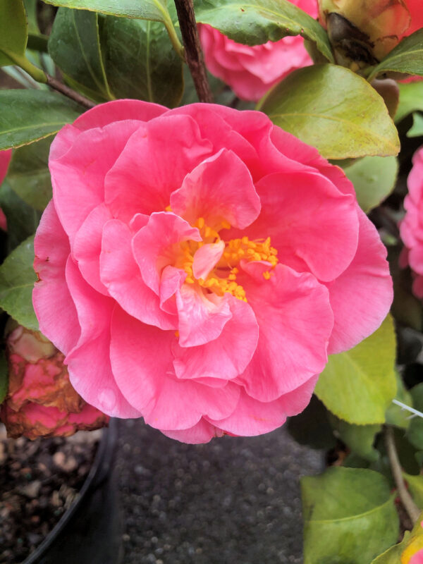 Pink Camellia Plant Live, 6 to 12 Inch Tall in Pot