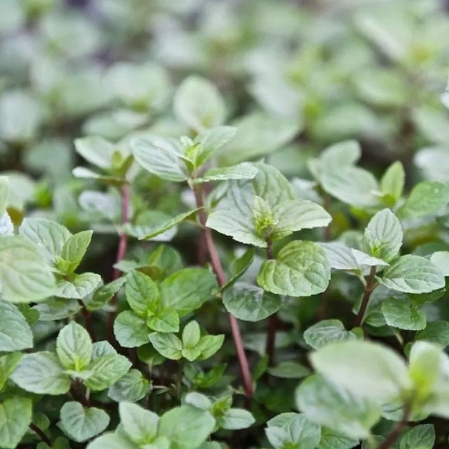 Chocolate Mint Plants Live - 5 to 7 Inch Tall - Fresh Heirloom Mint Plant - Culinary Herb - Indoors Outdoors - Spring/Fall Planting