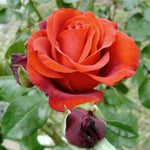 Fragrant Cloud Rose Plant Live, 2 Quart Rose Potted Live Plant