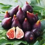 Conadria Fig Plant Tree - 4 to 6 Inc Tall