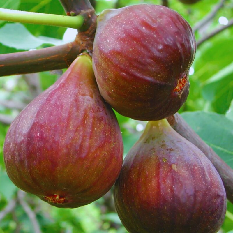 Celeste Fig Tree, 6 to 10 Inc Tall