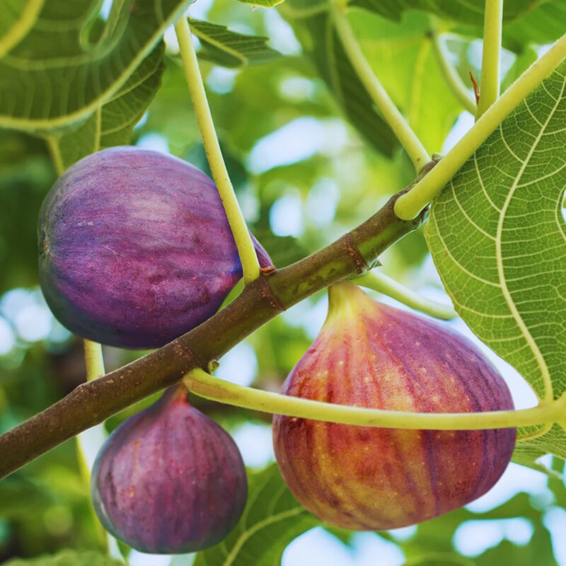 Celeste Fig Tree Plant - 4 to 6 Inc Tall