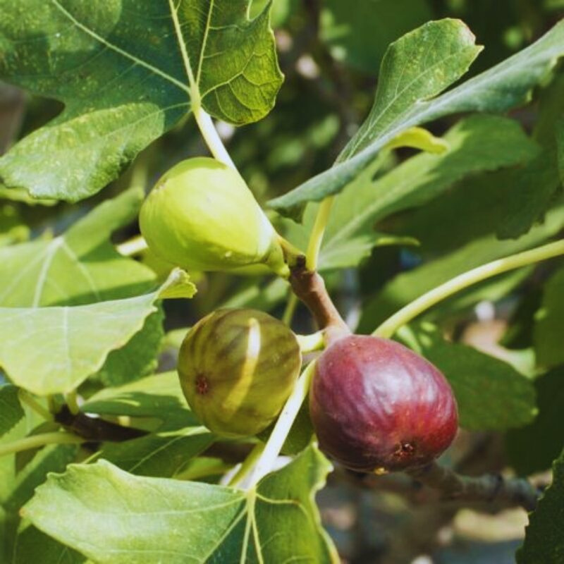 Celestial Fig - 4 to 6 Inc Tall
