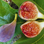 Celestial Fig - 4 to 6 Inc Tall