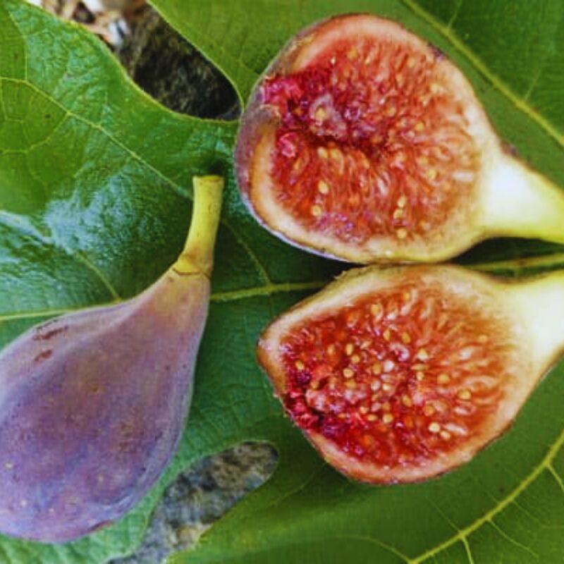 Celeste Fig Tree, 6 to 10 Inc Tall
