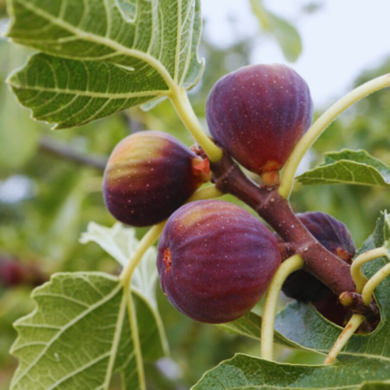 Celeste Fig Tree, 6 to 10 Inc Tall