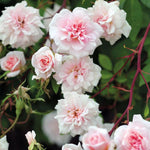 Cecile Brunner Climbing Rose Plant