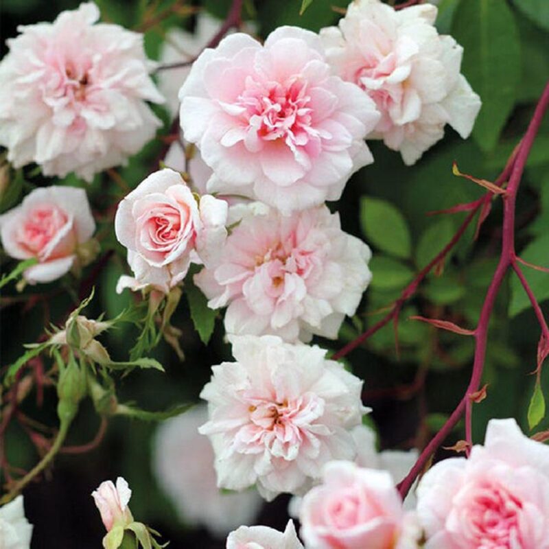 Cecile Brunner Climbing Rose Plant