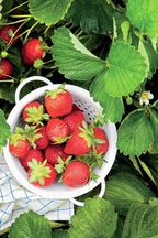 Strawberry Plants Bareroot - 10 Bareroots - Chandler Strawberry