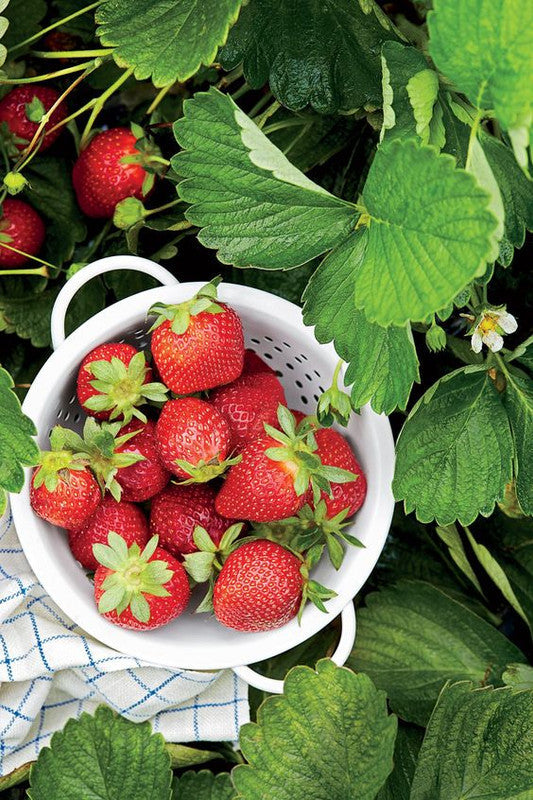 Strawberry Plants Bareroot - 50 Bareroots - Ozark Beauty Everbearing Strawberry