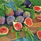 Chicago Hardy Fig Live Plant - 4 Inches to 6 Inches Long