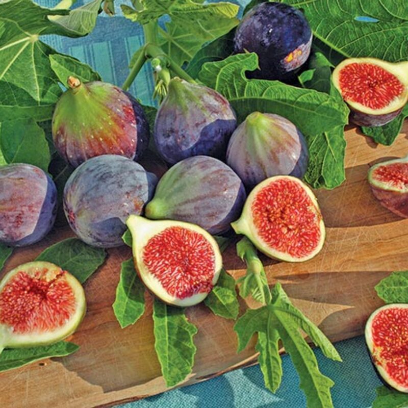Chicago Hardy Fig Live Plant - 4 Inches to 6 Inches Long