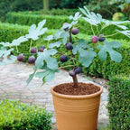 Chicago Hardy Fig Live Plant - 4 Inches to 6 Inches Long