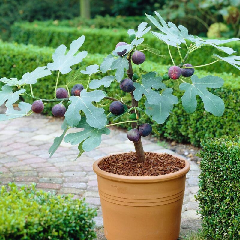Chicago Hardy Fig Live Plant - 4 Inches to 6 Inches Long